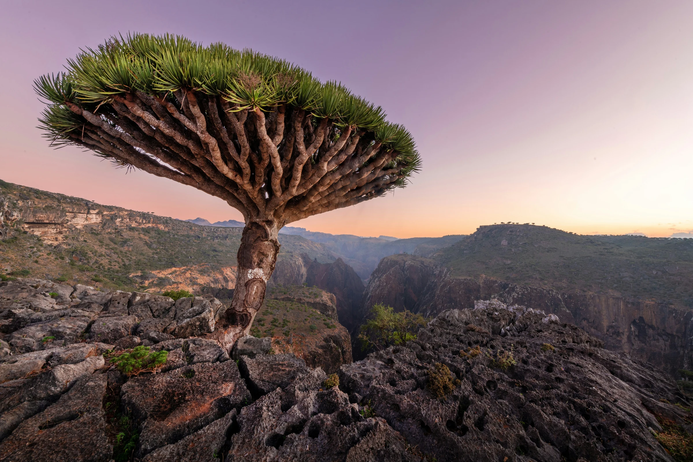 Dragon blood tree in soft early light